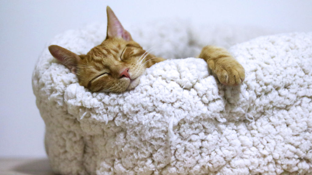 Sleep The role of sleep